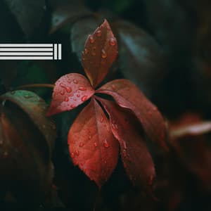 Geräusche Von Herbstregen - Beruhigende Regengeräusche