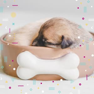 Music for Sleeping Dog - Mandolin Chill Out - Pets Relax