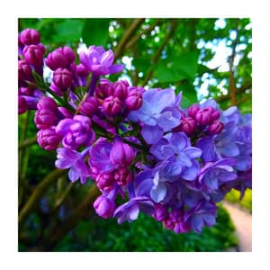 In Love With the Nature - Nature Music Sanctuary