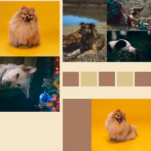 Echoes of Sweet Dogs - Dog Music Library