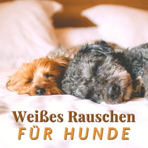 Weißes Rauschen für Hunde: Leise Lieder die Ihrem Welpen Helfen, Sich zu Entspannen und zu Schlafen - Dog Whisper