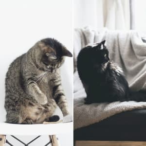Cheerful Music for Classic with Cats - Soprano Sax Solo - Calm Music for Cats