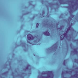 Music for Puppy Training Time - Relaxing Dog Music Classics