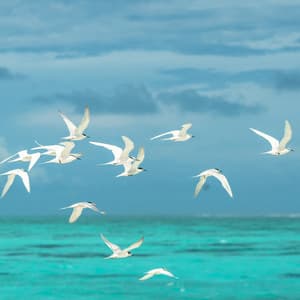 Balanced Ocean Waves of Pet Joy: Beachside Tranquility - Sea Shanty