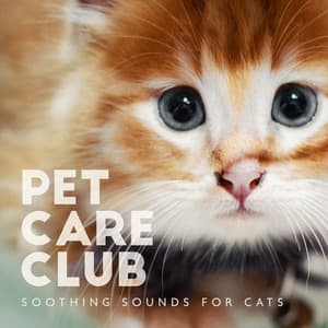 Pet Care Club - Soothing Sounds for Cats, Relaxing Music for Kittens, Stress Relief Therapy, Calm Your Canine Companion - Animal Melody Wizard