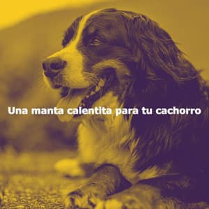 Una manta calentita para tu cachorro - Jazz Vibe Chill Out