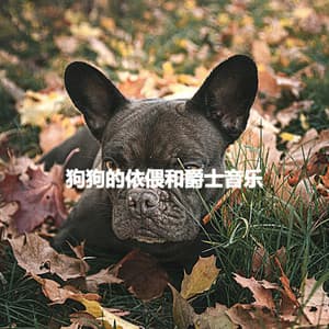 狗狗的依偎和爵士音乐 - Upbeat Instrumental Music