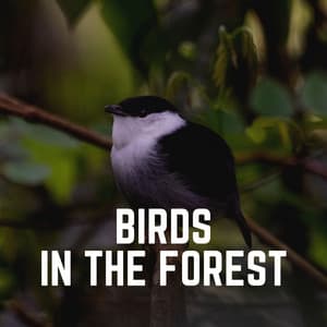 Birds in the Forest - Bird Sounds