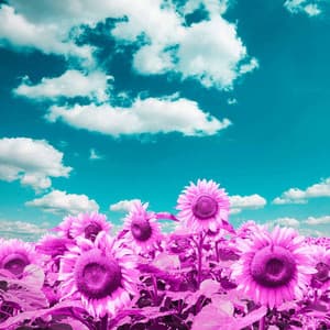 Feelings for Fresh Days - Cafe Jazz Relax