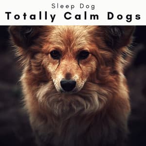 1 Totally Calm Dogs - Sleep Dog