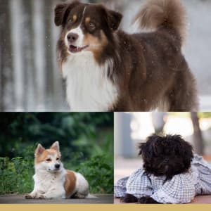 Trumpet Smooth Jazz - Background for Doggies Resting - Relaxing Dog Music Playlists