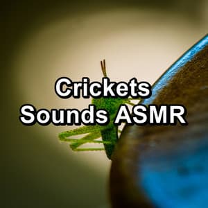 Crickets Sounds ASMR - Cricket Sounds