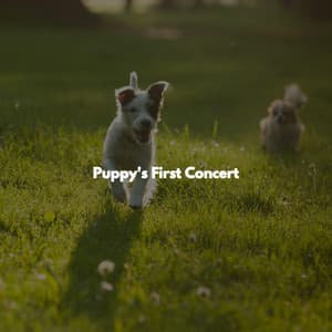 Puppy's First Concert - Coffee Table Jazz