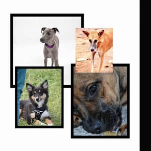 Electric Piano Solo - Music for Dogs Moments