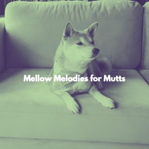 Mellow Melodies for Mutts - Midnight Jazz Playlist