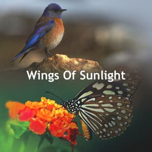 Wings Of Sunlight - FX & Effects
