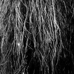 Nocturnal Rainforest - Eraldo Bernocchi