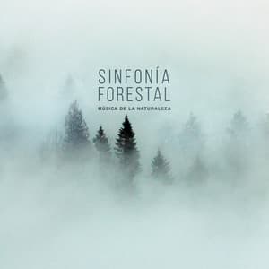 sinfonía forestal - Música de la Naturaleza