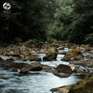 Whispering Forest Brook - Tamera