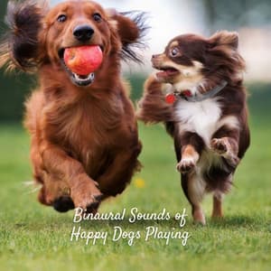 Binaural Sounds of Happy Dogs Playing - Binaural Brain Waves