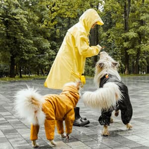 Binaural Tranquility: Gentle Rain Melodies for Relaxed Pet Moments - Soft Music