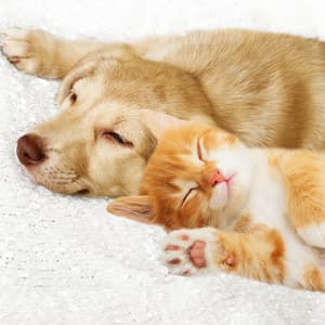Pet's Piano Rain: Naptime Serenades - Study Piano Music
