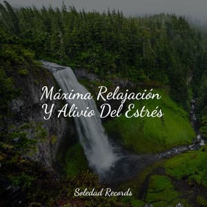Máxima Relajación Y Alivio Del Estrés - Musica Relajante Piano Master