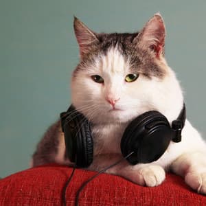 Cats in the Sun Resonance: Music For Sunbathing Kitties - The Land Seven
