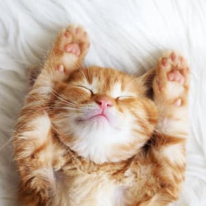 Serene Cat Sounds: Music for Comfort - Peace Chakra