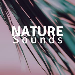 Nature Sounds HD - Relaxing Music for Sleeping - David Favorite