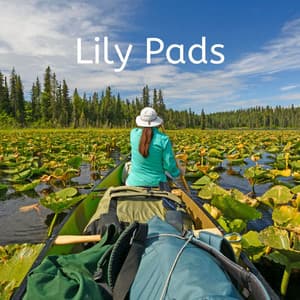 Lily Pads - Koh Lantana