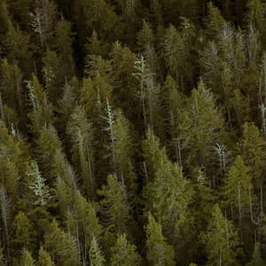 1AM Nature Sounds: Natural Wonders - Baltic Nature Sounds