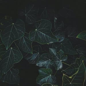 365 Morning Routine: Brain Symphony - Spa Music Relaxation