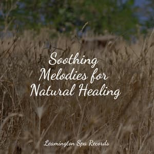 Soothing Melodies for Natural Healing - Natureza Musica Bem-Estar Academia