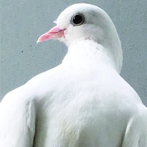 Hinawave - Merzbow