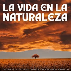 La Vida En La Naturaleza: Sonidos Relajantes Del Bosque Para Respirar Y Meditar - Sonidos Relajantes de Naturaleza