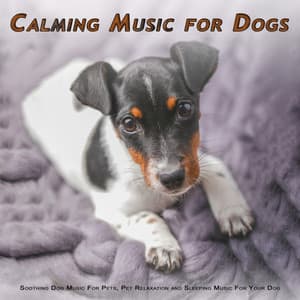 Calming Music For Dogs: Soothing Dog Music For Pets, Pet Relaxation and Sleeping Music For Your Dog - Dog Music