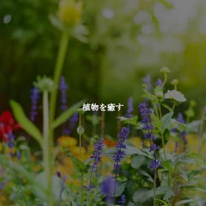 植物を癒す - New York Restaurant Music