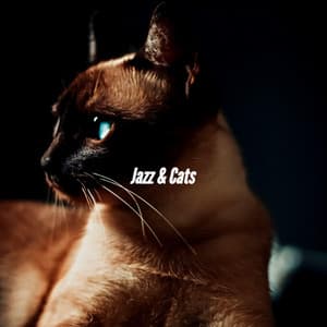 Jazz & Cats - Cocktail Piano Bar Jazz