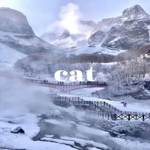 cat - Piano Dreamers