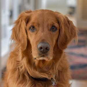 Bubbly Bgm for Midsummer Pups - Relaxing Dog Music Society