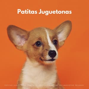 Patitas Juguetonas Con Jazz: Los Favoritos De Las Mascotas Peludas - Canciones de jazz suave