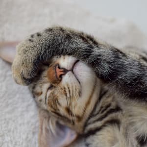 Melodic Purring: Piano Rain's Cozy Cat Serenity - Mellow Melodies