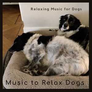 Relaxing Dog Music - Music-to-Relax-Dogs