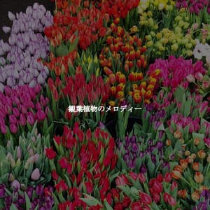 観葉植物のメロディー - Música para Oficinas Musica De Fondo