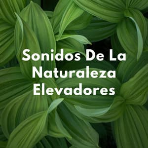 Sonidos De La Naturaleza Elevadores - Los mejores sonidos de la naturaleza