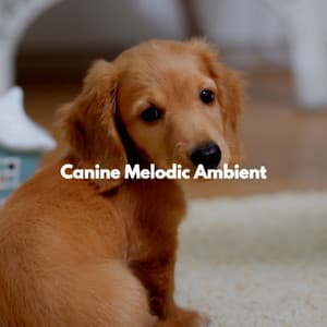 Canine Melodic Ambient - Night Club Jazz Deluxe