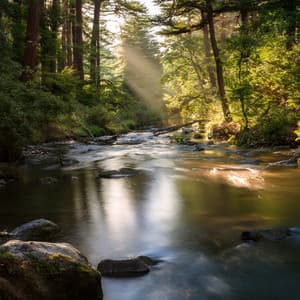 Guitar Music For Quiet Moments Of Contemplation - Guitar & Harmonica