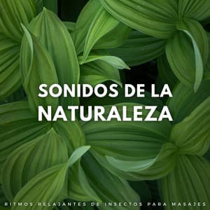 Sonidos De La Naturaleza: Ritmos Relajantes De Insectos Para Masajes - Sonidos Relajantes de Naturaleza