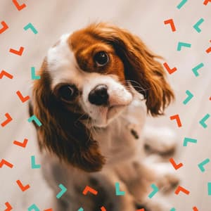 Mandolin Solo - Music For Pets